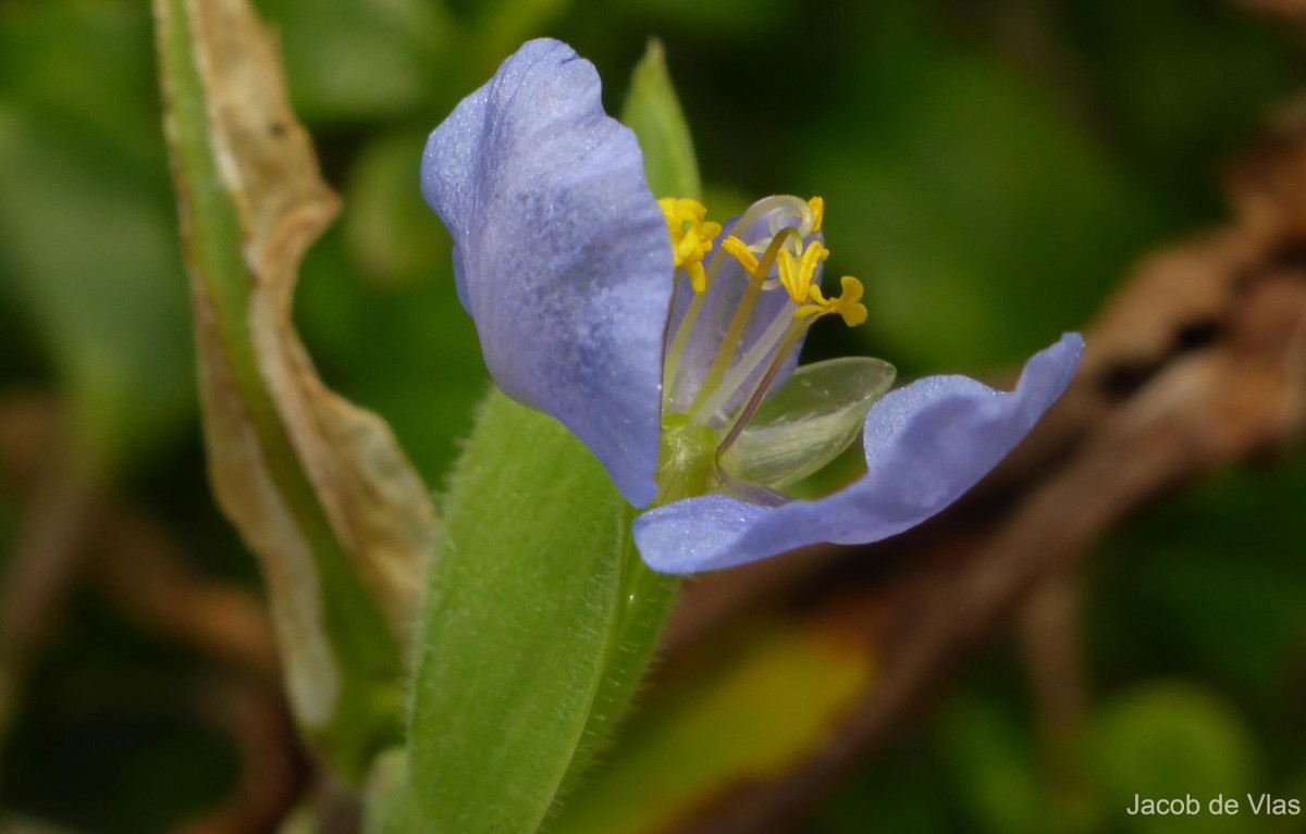 Commelina petersii Hassk.